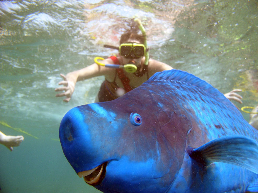 Illustration de l'article : 28 Photos de Vacances Ruinées Par Des Animaux. Qui Peut Garder Son Sérieux Devant Les Deux Dernières ?
